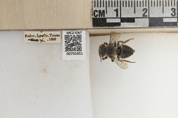 Media type: image;   Entomology 791651 Aspect: Labels